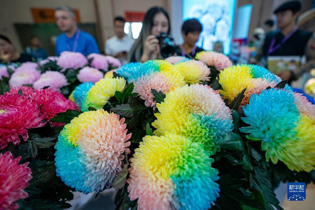 菲洛城娱乐